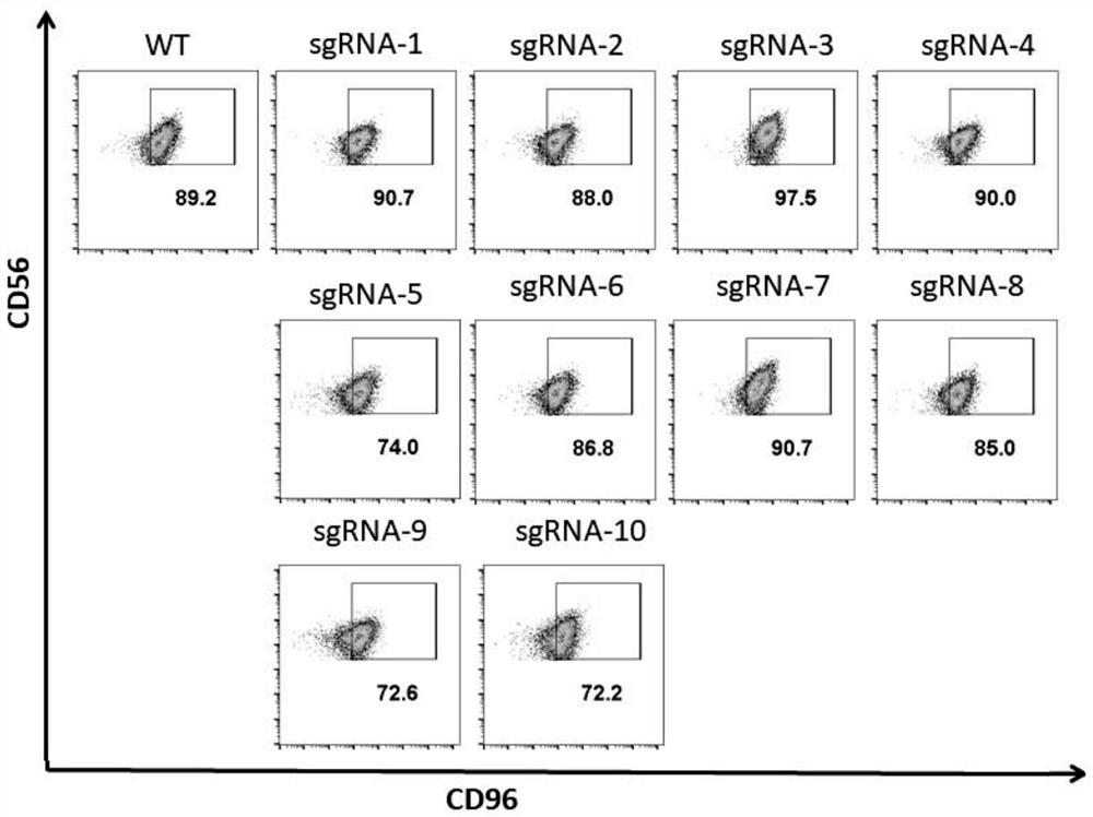 A method for efficient knockout of cd96 gene in nk cells