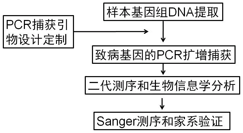 Human idiopathic basal ganglia calcification pathogenic gene and detection method thereof