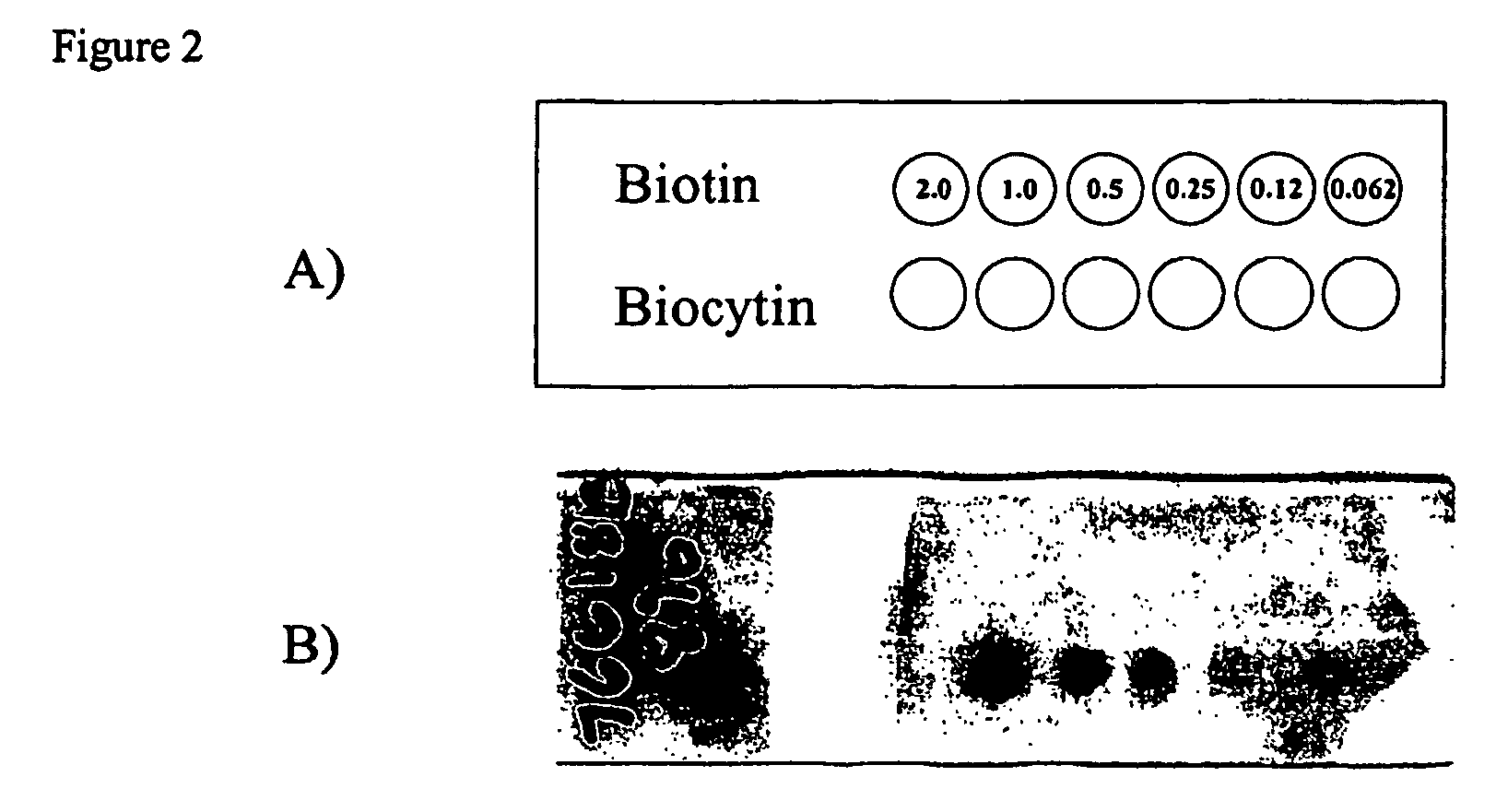 Graft polymer martrices