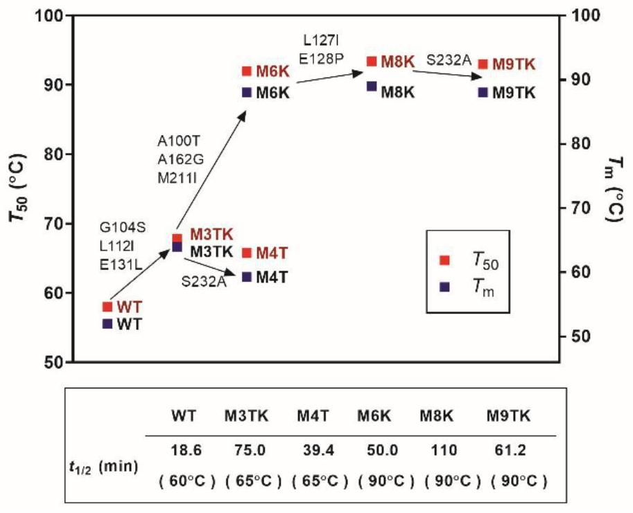 Carbonyl reductase mutant with improved thermal stability