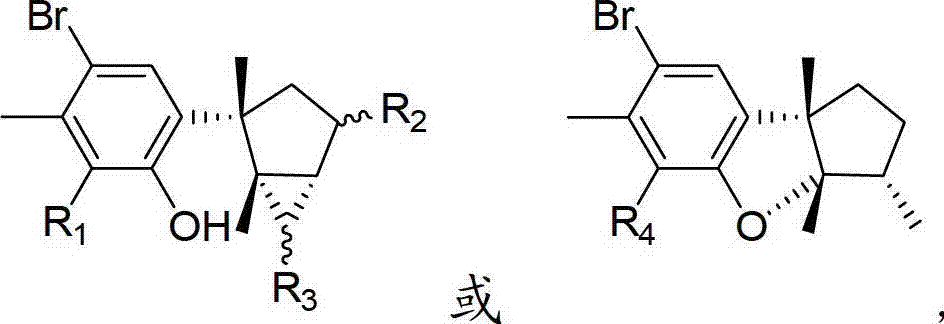 Laurane type sesquiterpene compound or derivative thereof and preparation method and application thereof