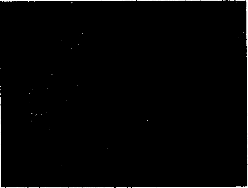 Titanium-nickel-carbon reacting spraying composite powder and preparation thereof