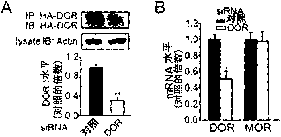 Application of delta opioid receptor antagonist to relief of Alzheimer's disease