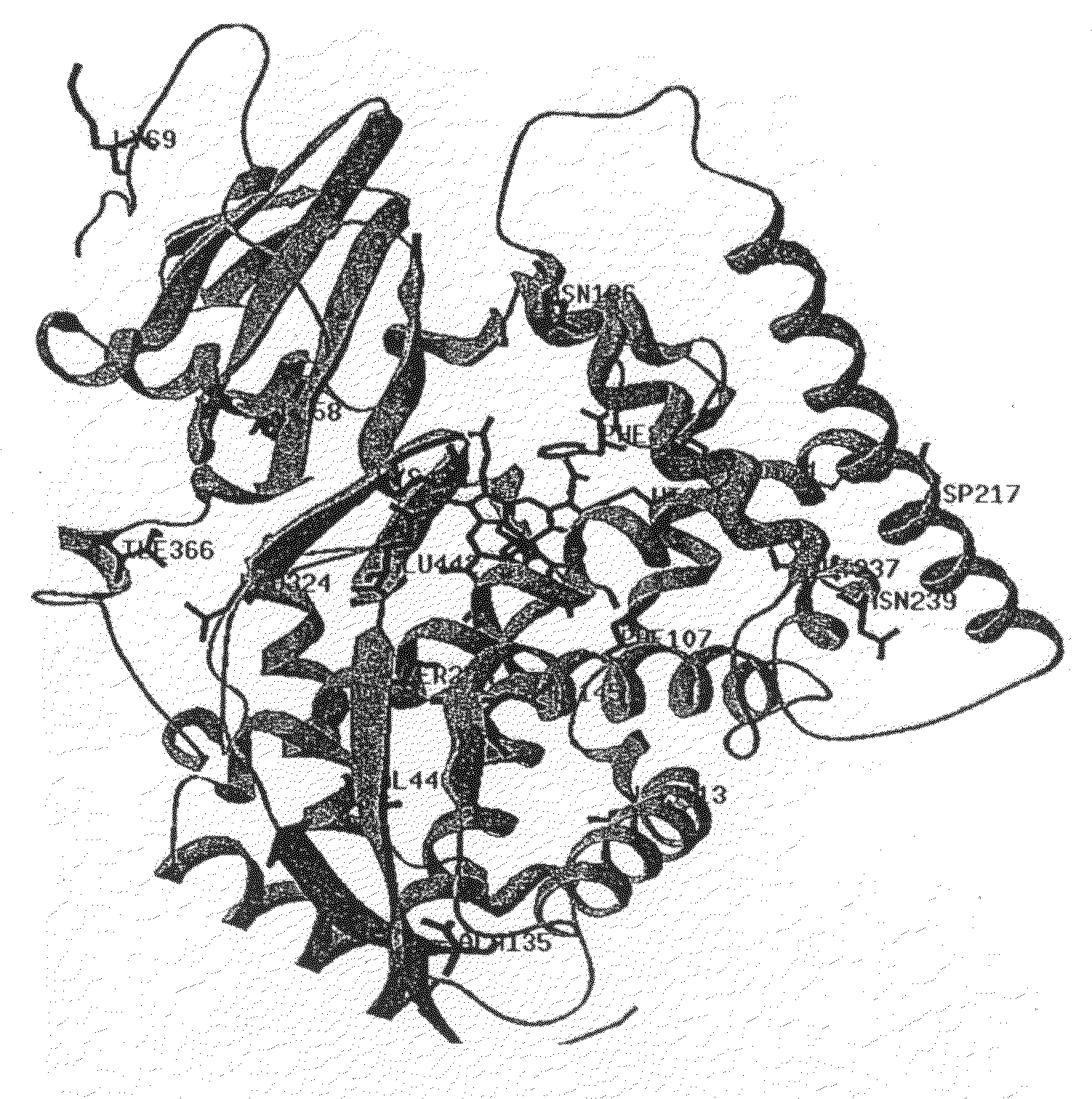 Thermostable peroxide-driven cytochrome P450 oxygenase variants and methods of use