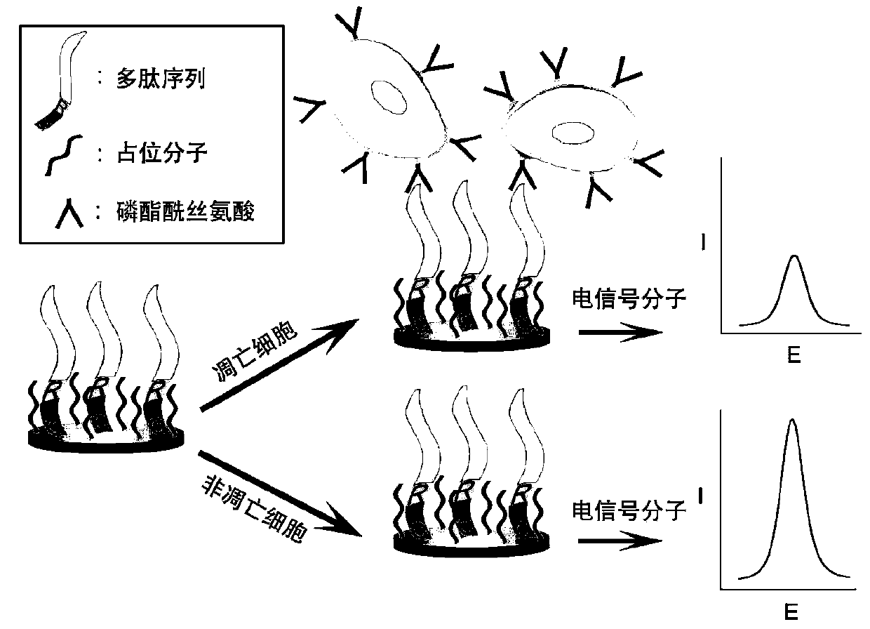 Method for detecting apoptosis degree of cells in solution to be tested