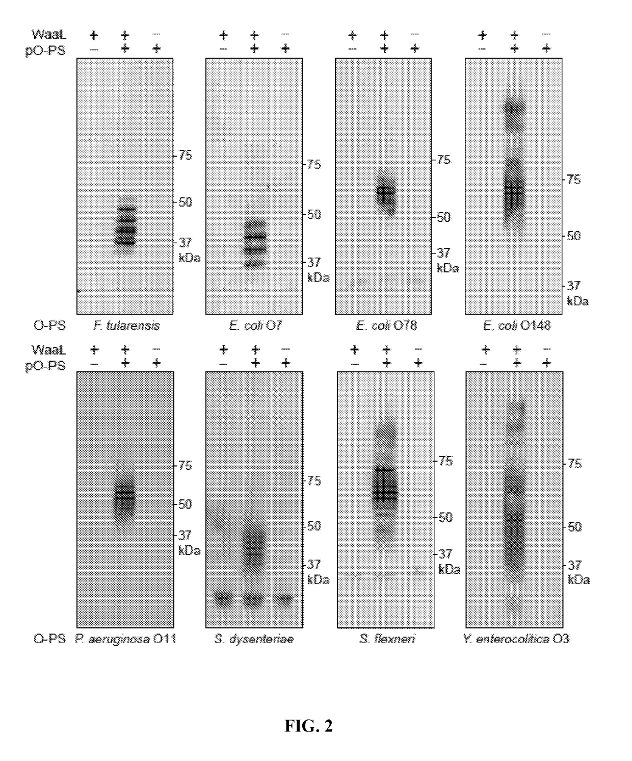 Compositions and methods for the expression of eukaryotic oligosaccharides on bacterial outer membrane vesicles