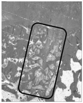 Osteoinductive regenerative film and its preparation method and application