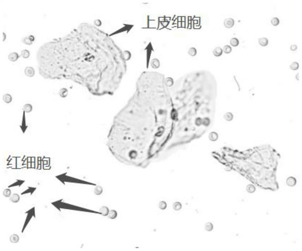 Quality control composition for analyzing visible components of vaginal secretion and preparation method of quality control composition