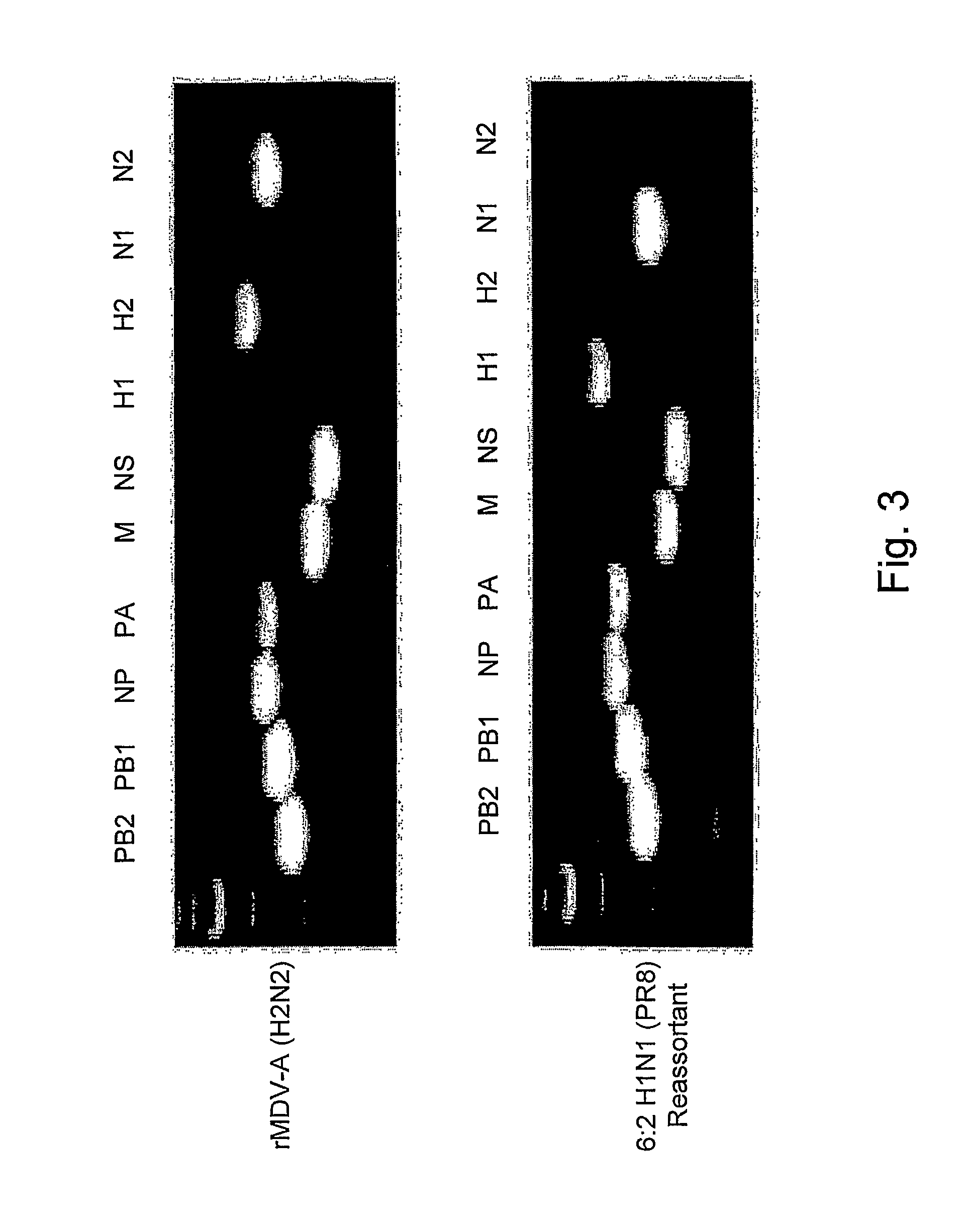 Multi plasmid system for the production of influenza virus