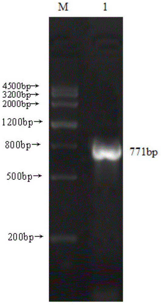 Application of hypodermin A in preparation of preparation for inhibiting immunological rejection in organ transplantation