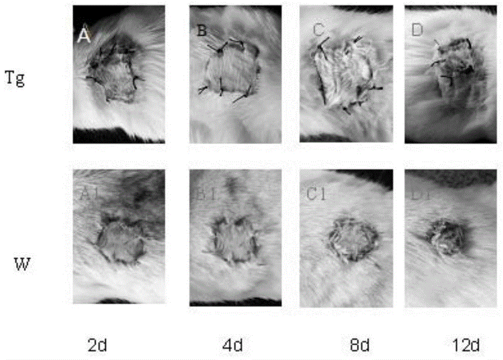 Application of hypodermin A in preparation of preparation for inhibiting immunological rejection in organ transplantation