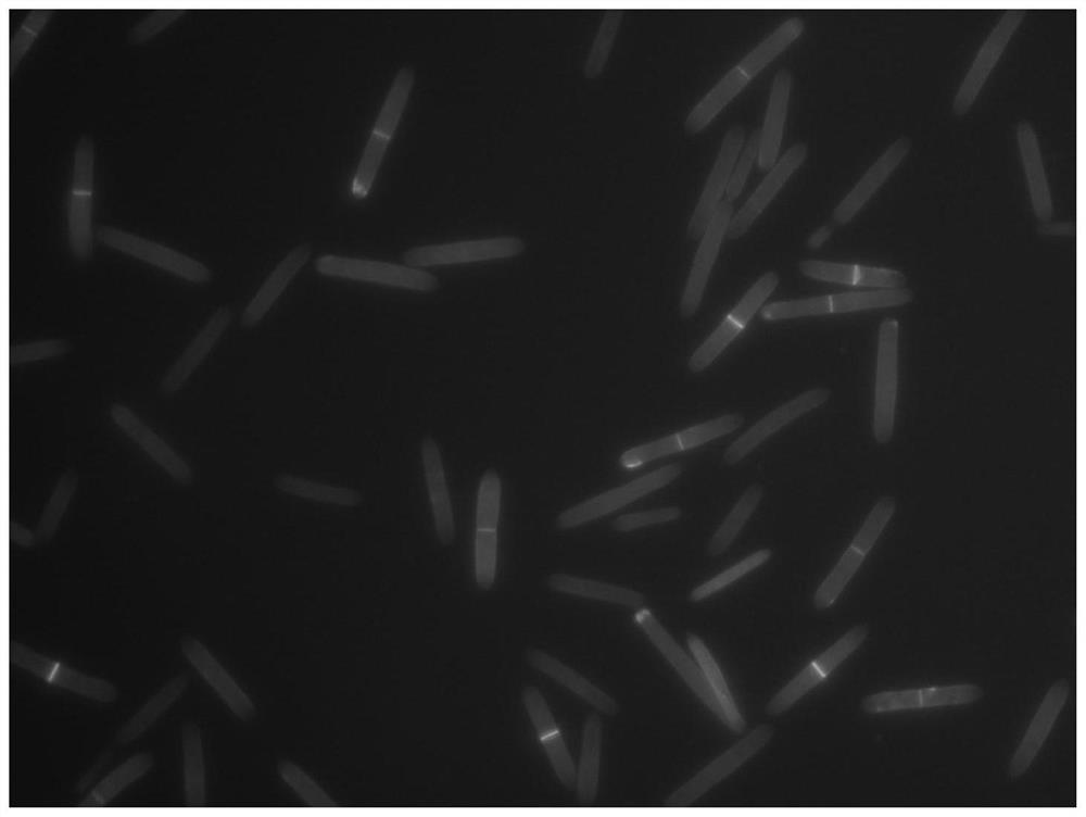 Application of l-proline in increasing the number of blastospores and mycelial biomass of Cordyceps sinensis