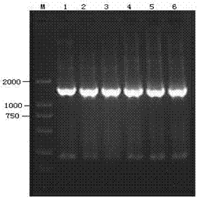 Porcine parvovirus recombinant pseudorabies virus genetic engineering live vector vaccine and preparation method thereof