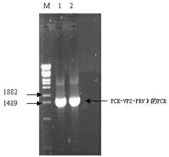 Porcine parvovirus recombinant pseudorabies virus genetic engineering live vector vaccine and preparation method thereof