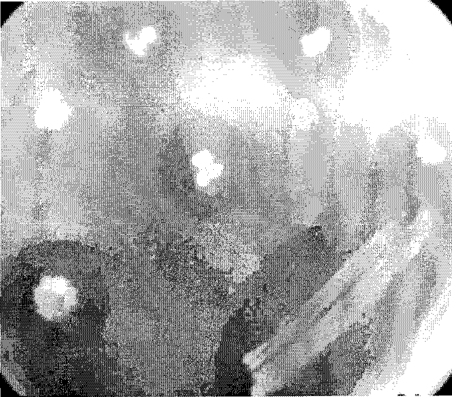 Polylactic acid degrading enzyme with protein degrading activity