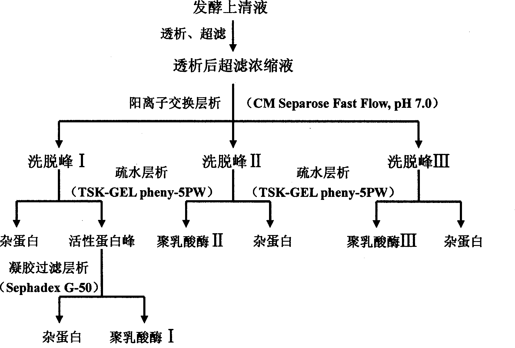 Polylactic acid degrading enzyme with protein degrading activity