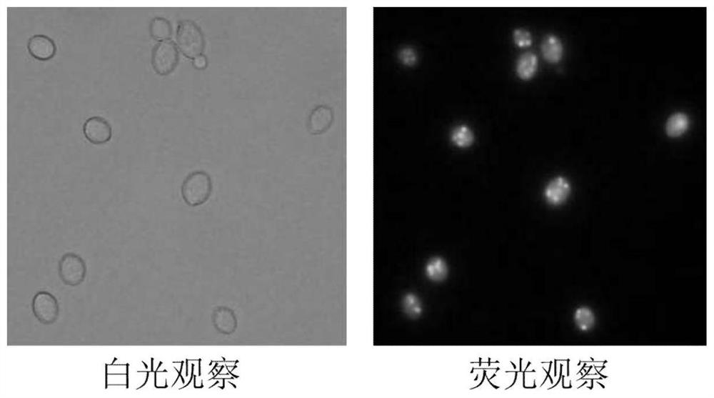 Promoter for promoting RNA expression of phaffia rhodozyma and application thereof