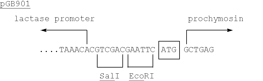 Kluyveromyces as a host strain