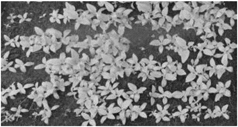 Seedling cultivation method for increasing seedling growth rate of mesembryanthemum crystallinum