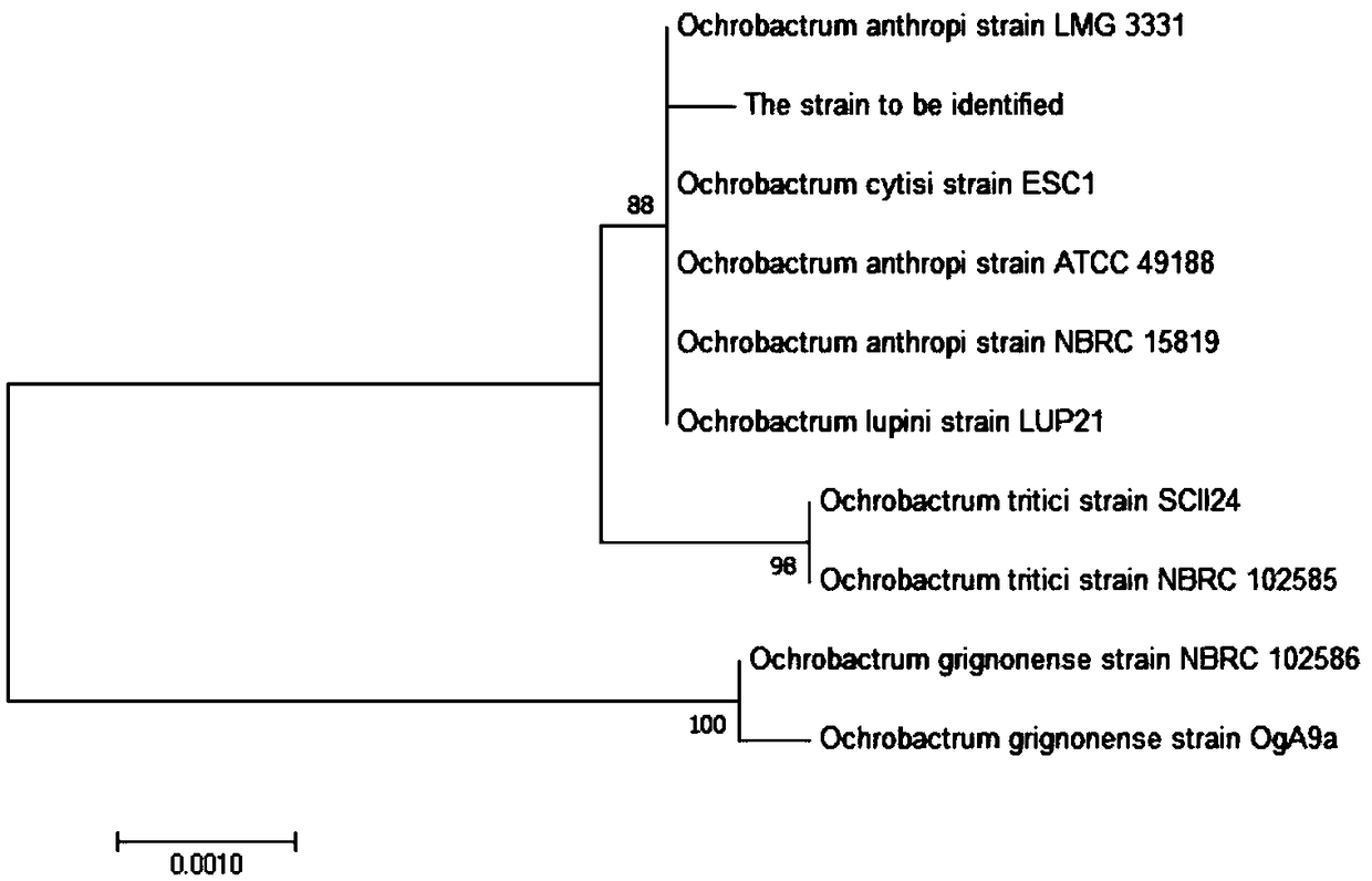 Petroleum degrading bacterium capable of degrading heavy crude oil as well as separation method and application of petroleum degrading bacterium