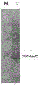 Halohydrin dehalogenase and its use in synthesis of statin drug intermediate