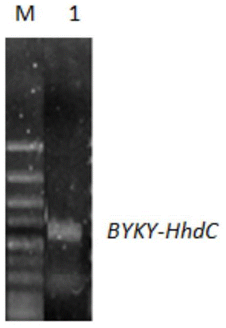 Halohydrin dehalogenase and its use in synthesis of statin drug intermediate