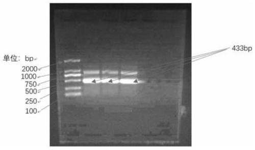 dsRNA and application thereof in pest control