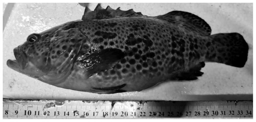 Crossbreeding method of hypoxia-resistant epinephelus awoara