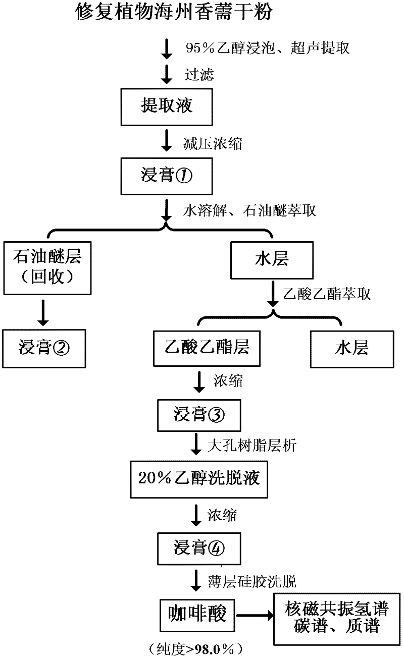 Method for extracting antitumor component caffeic acid from Elsholtzia splendens