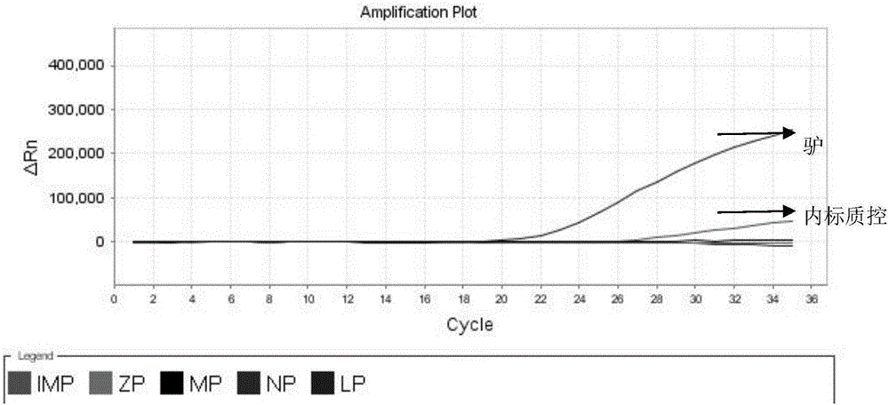 Nested fluorescent PCR detection primer, probe, kit and detection method of donkey-origin, horse-origin, swine-origin and bovine-origin in donkey-hide gelatin, and applications thereof