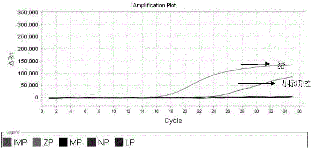 Nested fluorescent PCR detection primer, probe, kit and detection method of donkey-origin, horse-origin, swine-origin and bovine-origin in donkey-hide gelatin, and applications thereof