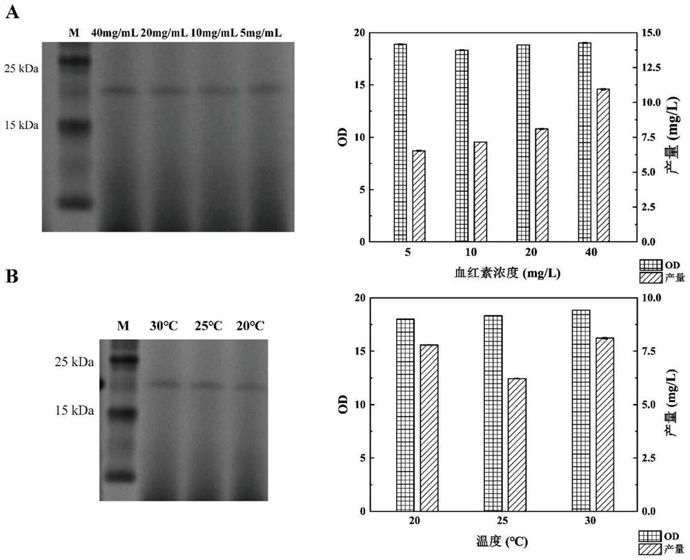 Fermentation method for improving porcine myoglobin produced by pichia pastoris engineering bacteria