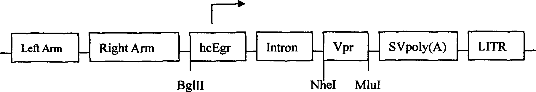 Tumor therapeutic agent and usage thereof