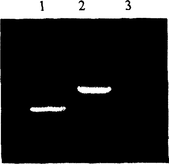 Tumor therapeutic agent and usage thereof