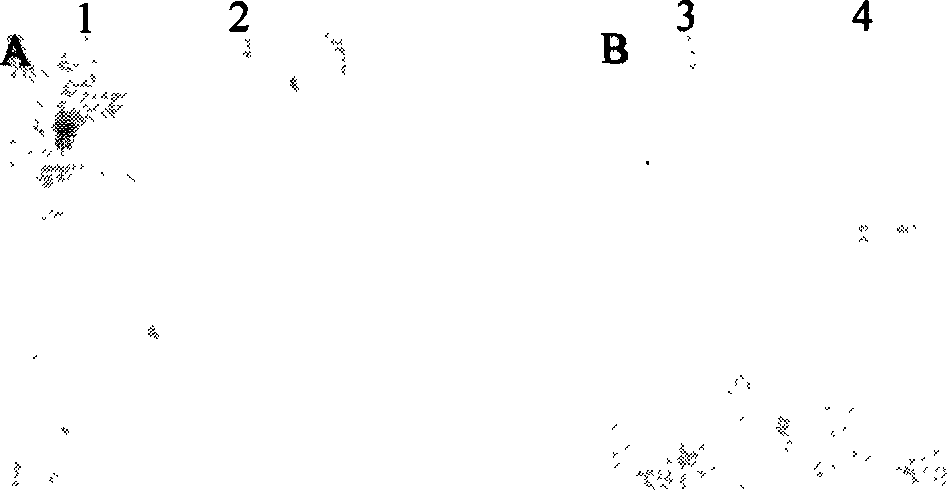 Tumor therapeutic agent and usage thereof