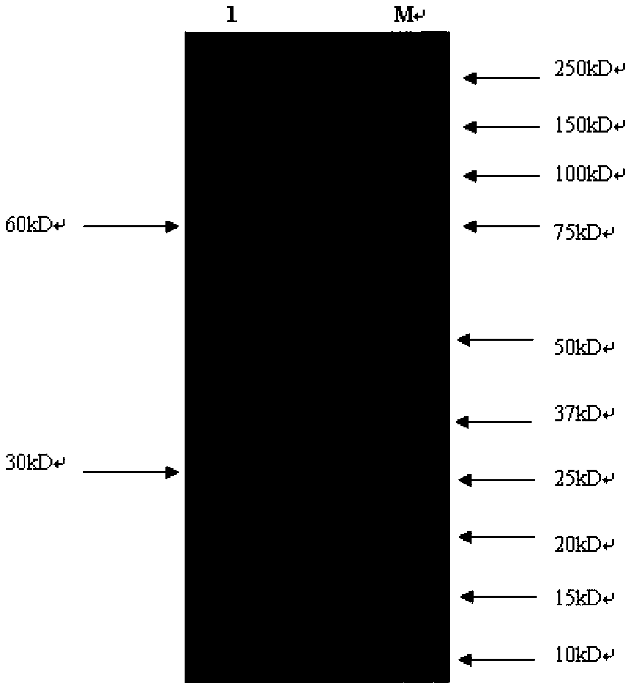 Bifunctional antibody, construction method thereof, and bifunctional antibody gene engineering drug