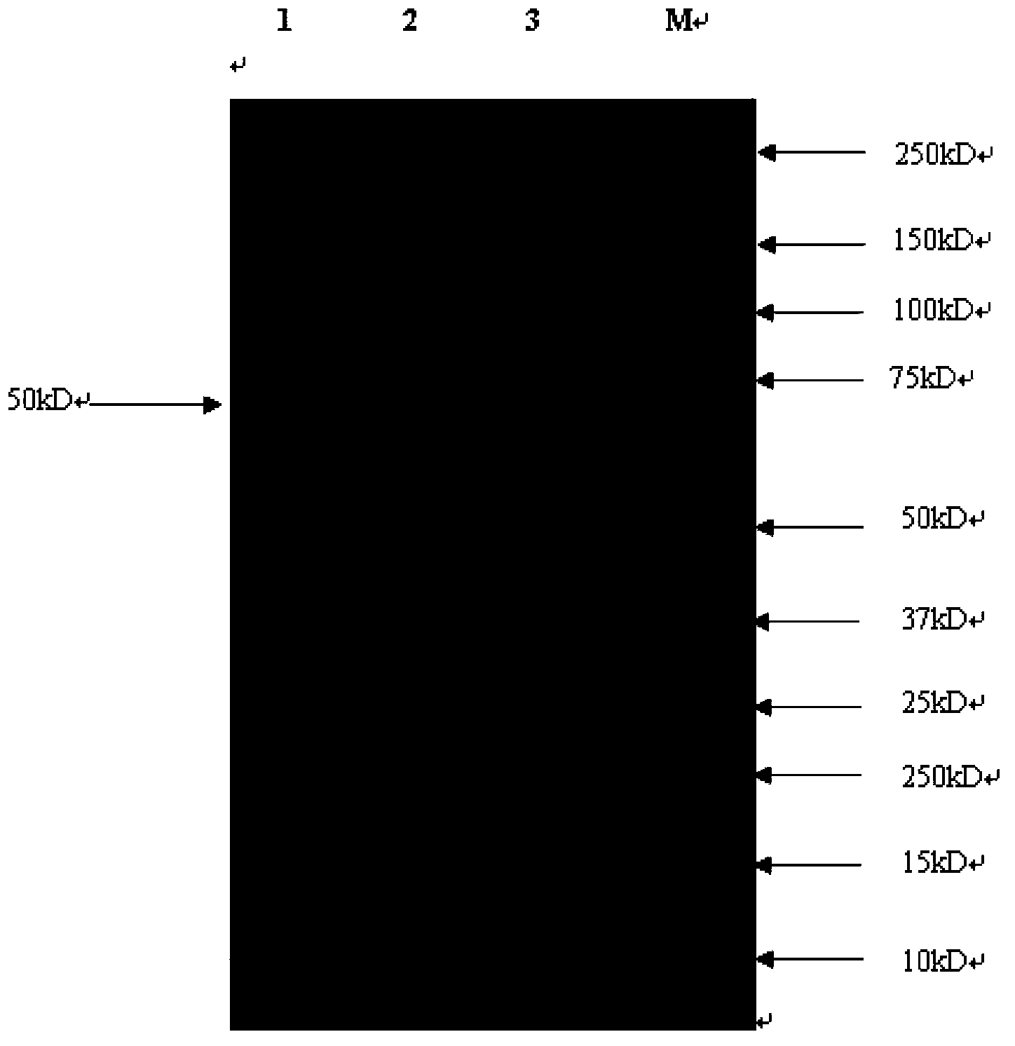 Bifunctional antibody, construction method thereof, and bifunctional antibody gene engineering drug