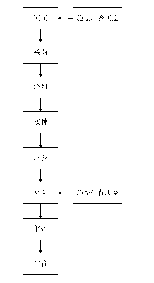 Grifola frondosa cultivation method