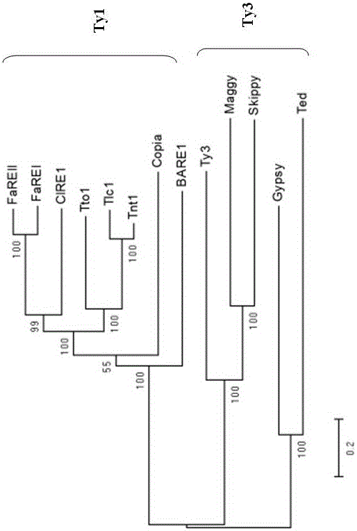 Strawberry reverse transcription transposon gene and transcription characteristic