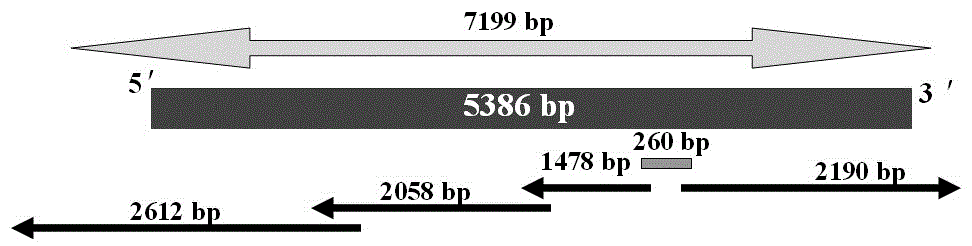 Strawberry reverse transcription transposon gene and transcription characteristic