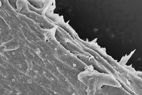 Nanometer cellulose/cellulose compound, enhanced polylactic acid 3D printing material and preparation method of enhanced polylactic acid 3D printing material