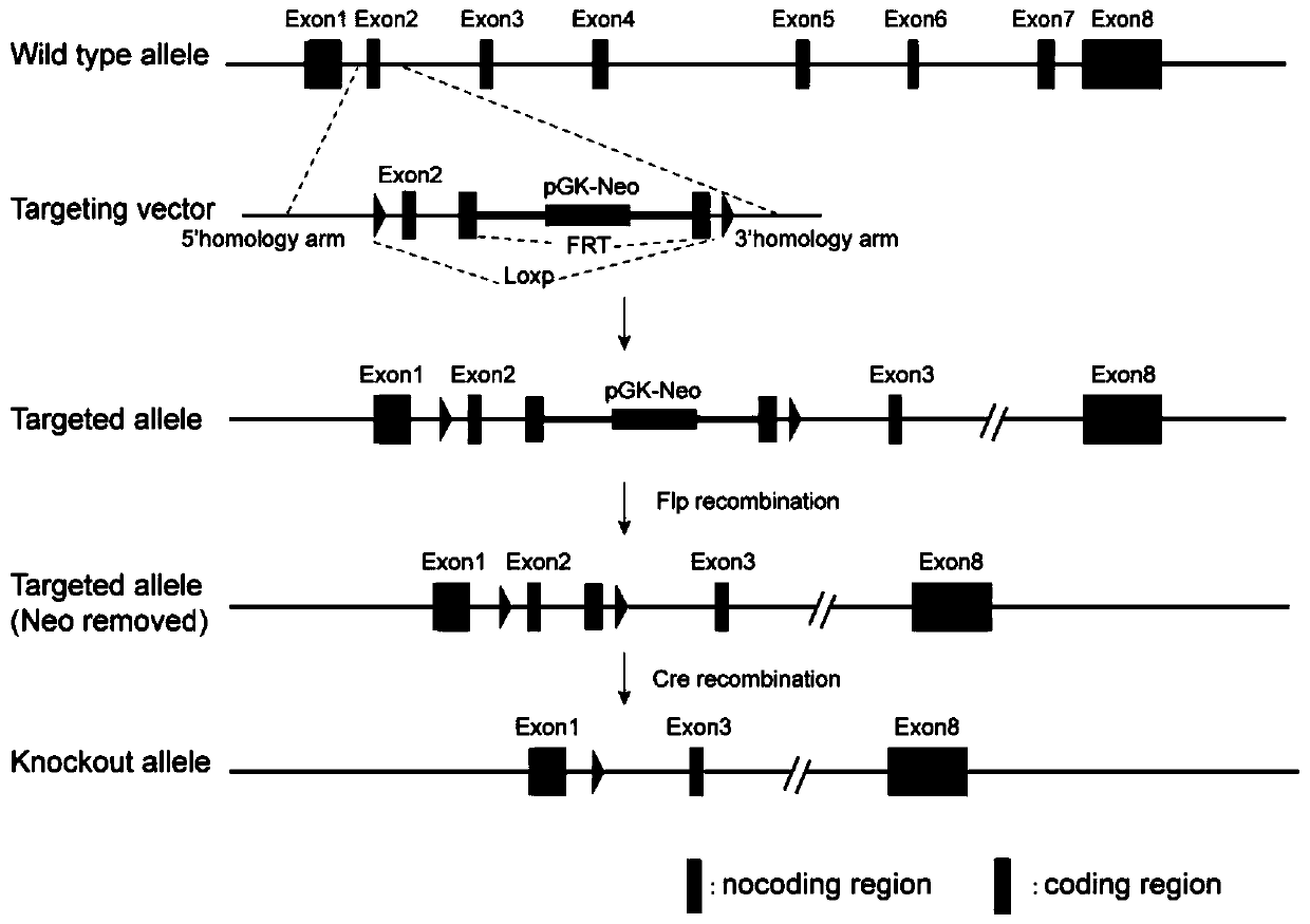 Method for constructing epilepsy animal model and application