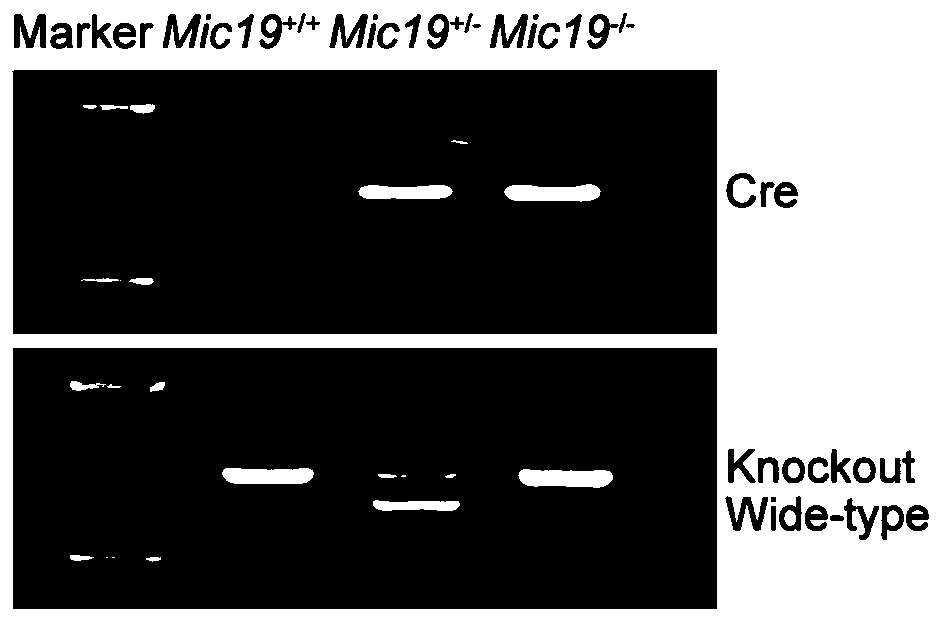 Method for constructing epilepsy animal model and application