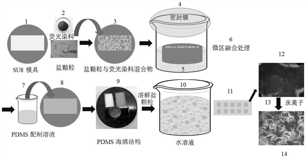 A kind of xanthene dye butyl isothiocyanate derivative and its pdms sponge structure chip, preparation method and application