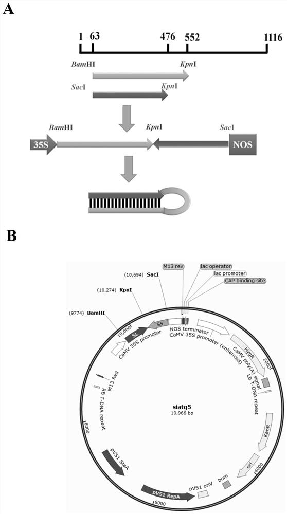 Use of an atg5 transient silencing carrier to alleviate the degradation of organelle-localized proteins