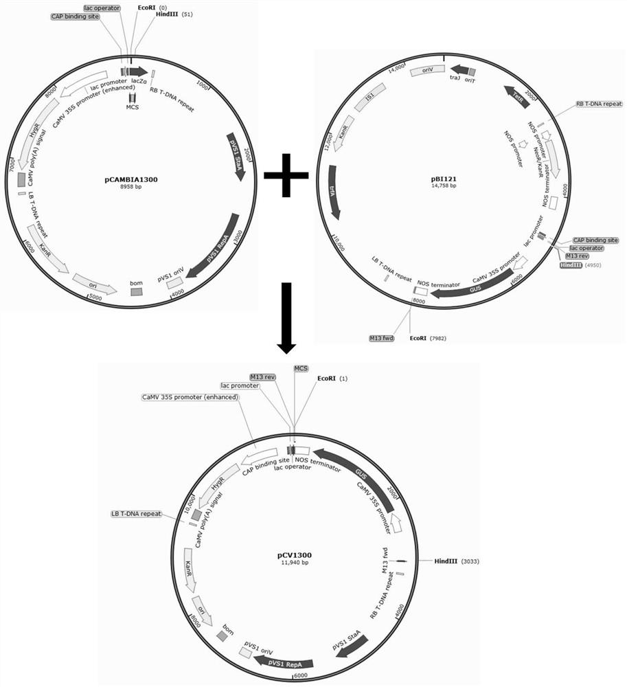 Use of an atg5 transient silencing carrier to alleviate the degradation of organelle-localized proteins