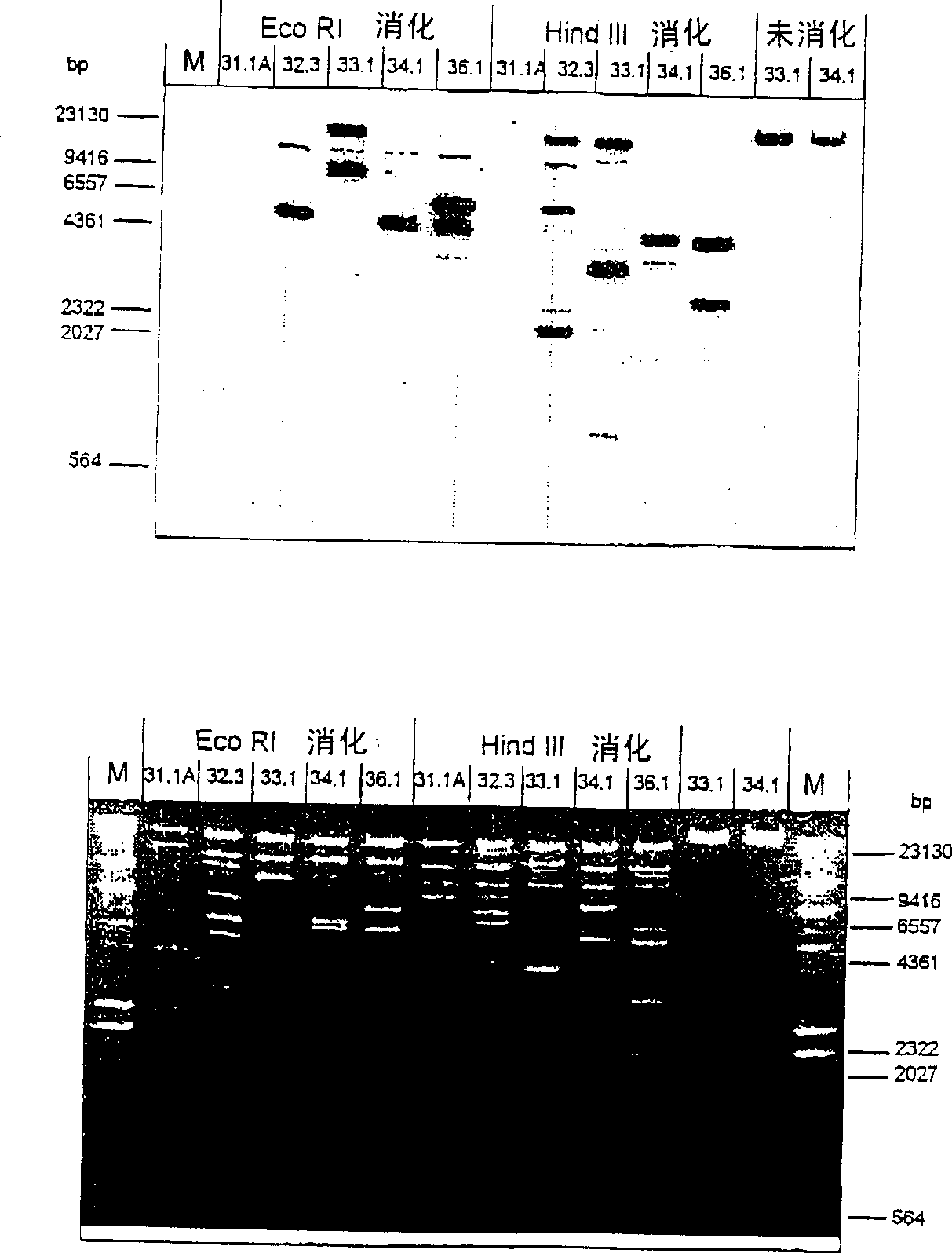 Determination of genetic sex in equine species by analysis of Y-chromosomal DNA sequence