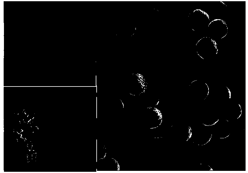 Method for preparing Cu2O solid microsphere