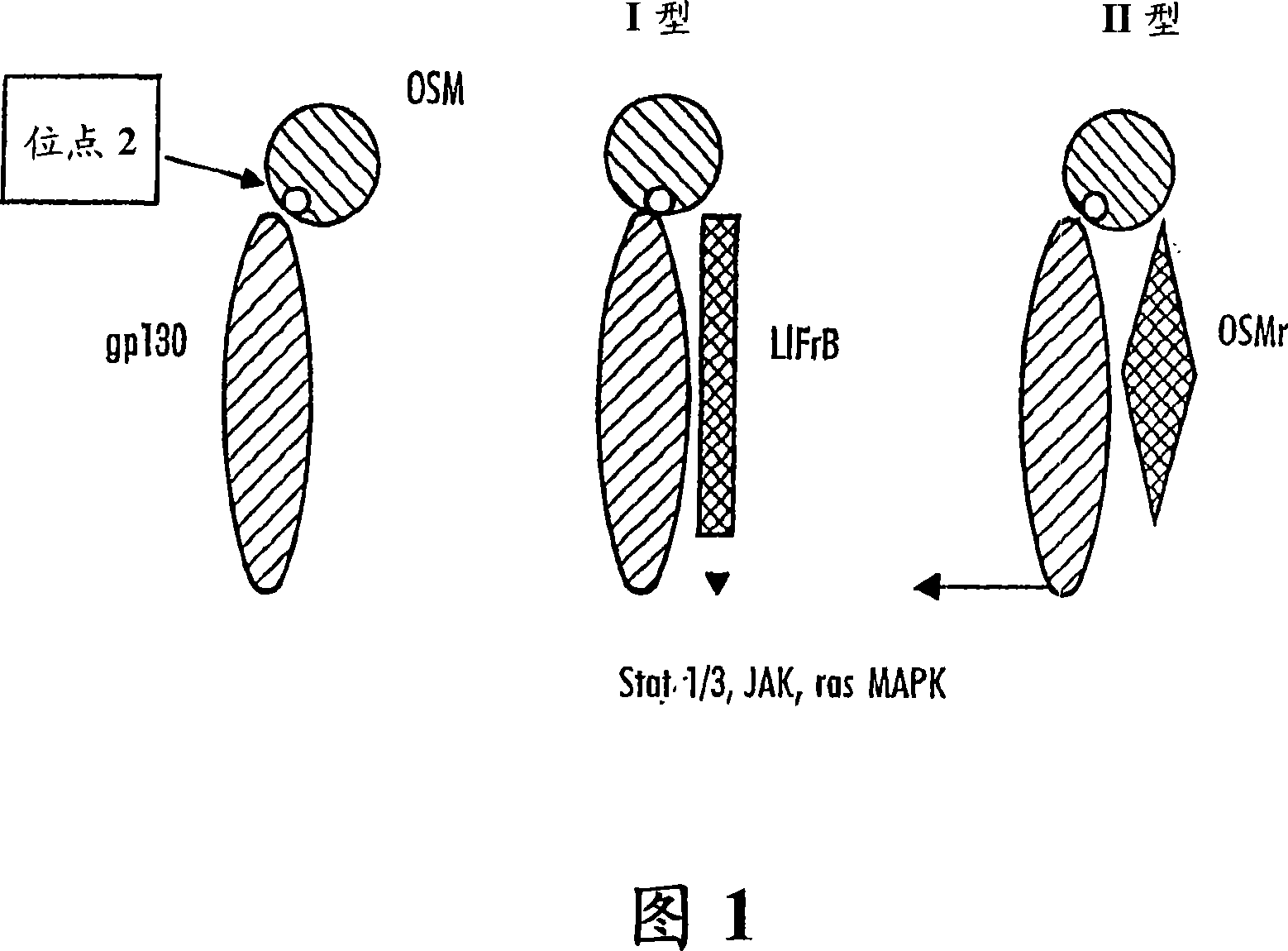 Immunoglobulins