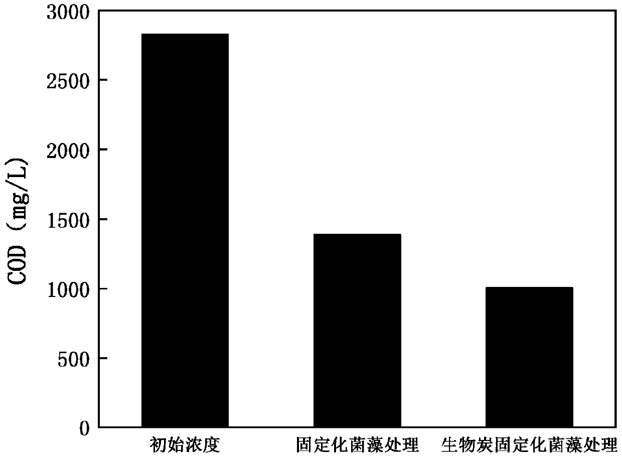 Method for in-situ purification on aquaculture waste water by biochar reinforced bacterium and algae immobilized preparation